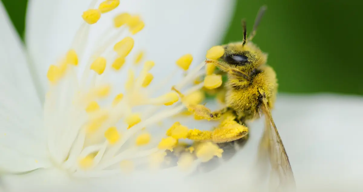 arı poleni